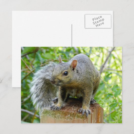 リスのポストカード ポストカード (正面/裏面)