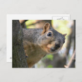 リスのポストカード ポストカード (正面/裏面)