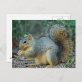 リスのポストカード ポストカード (正面/裏面)