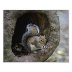 リスの写真のプリント フォトプリント