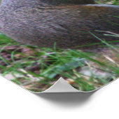 リスの写真ポスター ポスター (角)