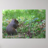 リスの写真ポスター ポスター (正面)