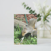 リスの延長 ポストカード (スタンド正面)