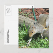 リスの延長 ポストカード (正面/裏面)