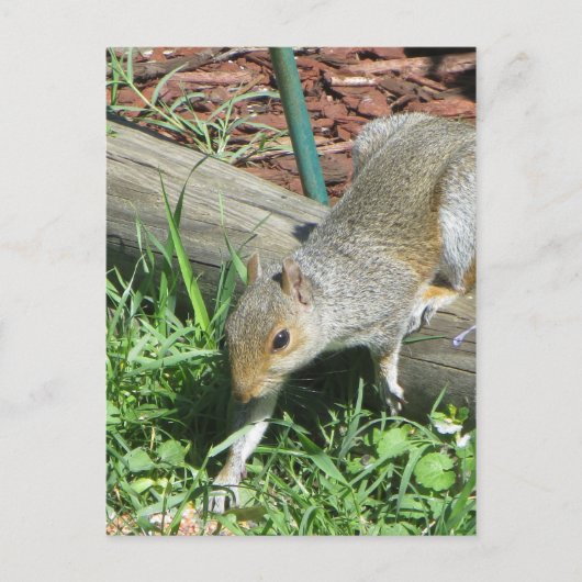 リスの延長 ポストカード (正面)