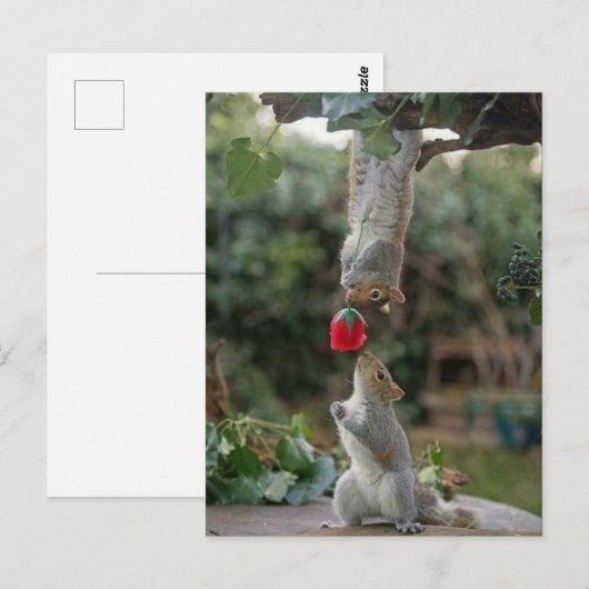 リスの愛 ポストカード (正面/裏面)