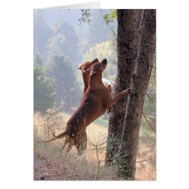 リスの狩り (正面)