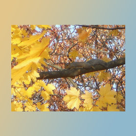 リスの禅モーメント ポストカード