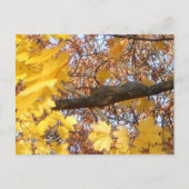 リスの禅モーメント ポストカード (正面)