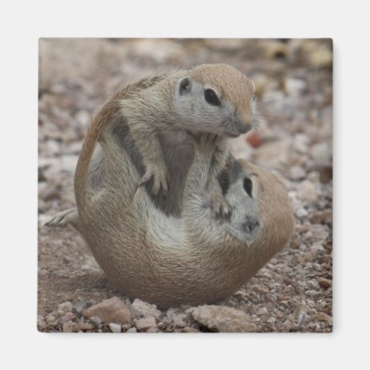 リスの起伏マグネット マグネット (正面)