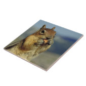 リスの食べ物 タイル (側面)