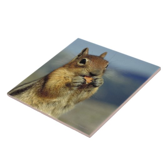 リスの食べ物 タイル (側面)