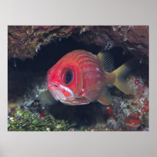 リスの魚クローズアップ ポスター