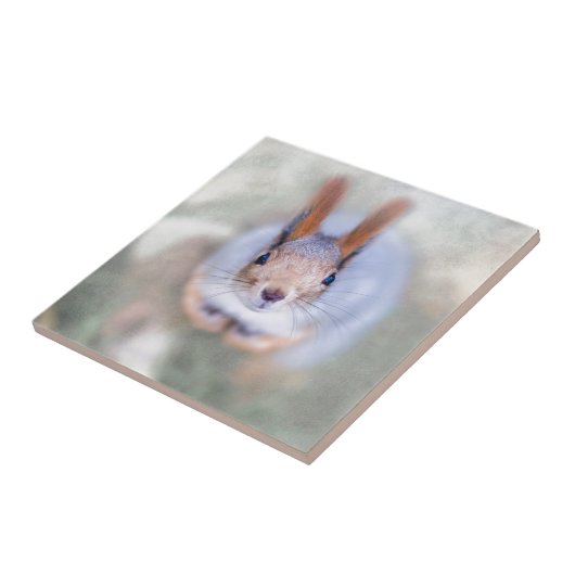 リスは下から上まで見ている タイル (側面)