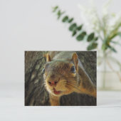 リスぶら下がったルのクローズアップ2 ポストカード (スタンド正面)