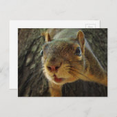 リスぶら下がったルのクローズアップ2 ポストカード (正面/裏面)