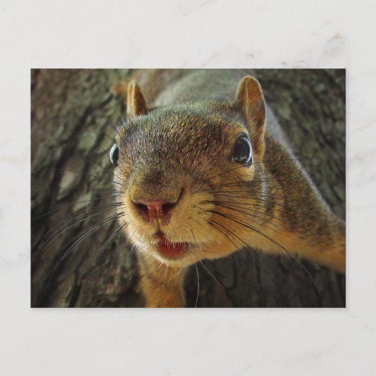 リスぶら下がったルのクローズアップ2 ポストカード (正面)