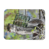 リスぶら下がったルの逆さ食べの マグネット (横)