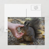リスをなでる ポストカード (正面/裏面)