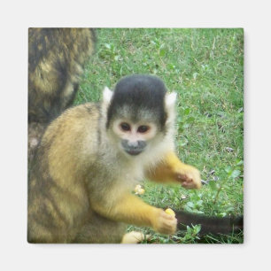 リスザルの正方形の磁石 マグネット