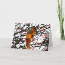 リススノーレッドベリーツリーフォト誕生日