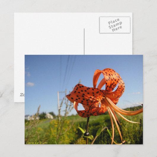 リスティグレ ポストカード (正面/裏面)