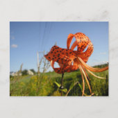 リスティグレ ポストカード (正面)