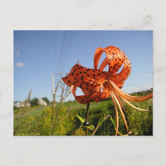 リスティグレ ポストカード (正面)