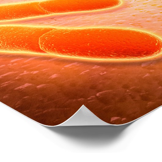 リステリア・モノサイトゲネスの顕微鏡的見解1 ポスター (角)