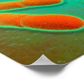 リステリア・モノサイトゲネスの顕微鏡的見解3 ポスター (角)