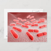 リステリア・モノサイトゲネスの顕微鏡的見解4 ポストカード (正面/裏面)