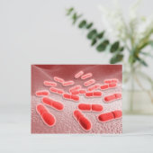 リステリア・モノサイトゲネスの顕微鏡的見解4 ポストカード (スタンド正面)