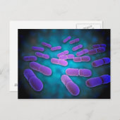 リステリア・モノサイトゲネスの顕微鏡的見解5 ポストカード (正面/裏面)