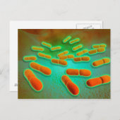 リステリアMonocytogenes 3の顕微鏡の概観 ポストカード (正面/裏面)