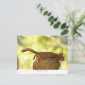 リスリラックスル ポストカード (スタンド正面)