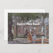 リス写真爆弾はがき ポストカード (正面/裏面)