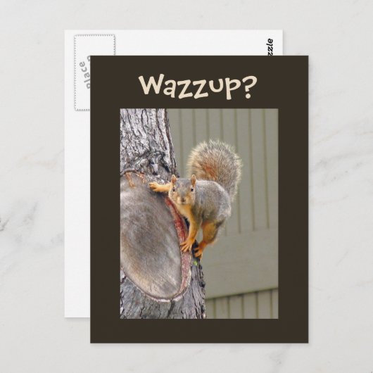 リス写真 ポストカード (正面/裏面)