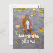 リス単にナットを取得しようとしているだけ ポストカード (正面/裏面)