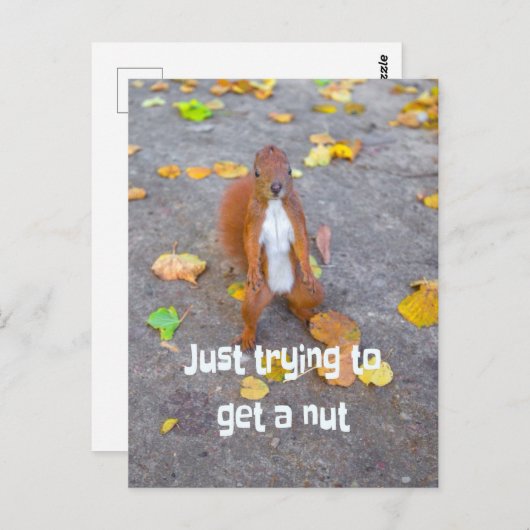 リス単にナットを取得しようとしているだけ ポストカード (正面/裏面)