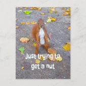 リス単にナットを取得しようとしているだけ ポストカード (正面)