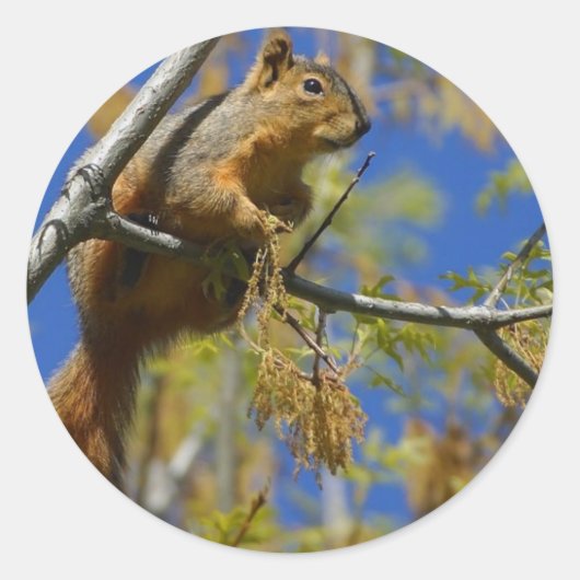 リス大ステッカー ラウンドシール (正面)