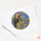 リス大ステッカー ラウンドシール (封筒)