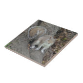 リス小（4.25インチx 4.25インチ）セラミック写真タイル タイル (側面)