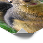 リス接写 ポスター (角)