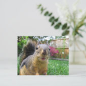 リス接写 ポストカード (スタンド正面)