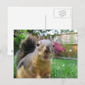 リス接写 ポストカード (正面/裏面)