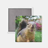 リス接写 マグネット (正面/裏面)