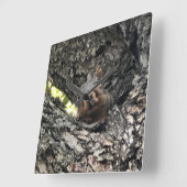 リス時計 スクエア壁時計 (傾斜)