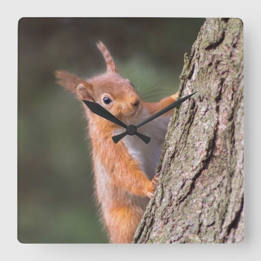 リス時計 スクエア壁時計 (正面)