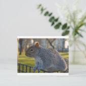 リス氏は考え深そうな、バッテリーパーク、ニューヨーク州 ポストカード (スタンド正面)